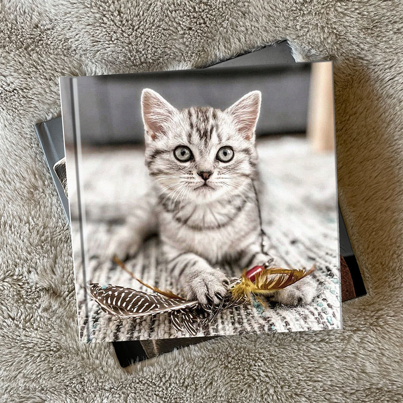 Cat order online sale